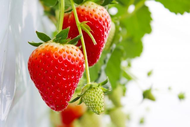 いちご狩りバスツアー in 群馬