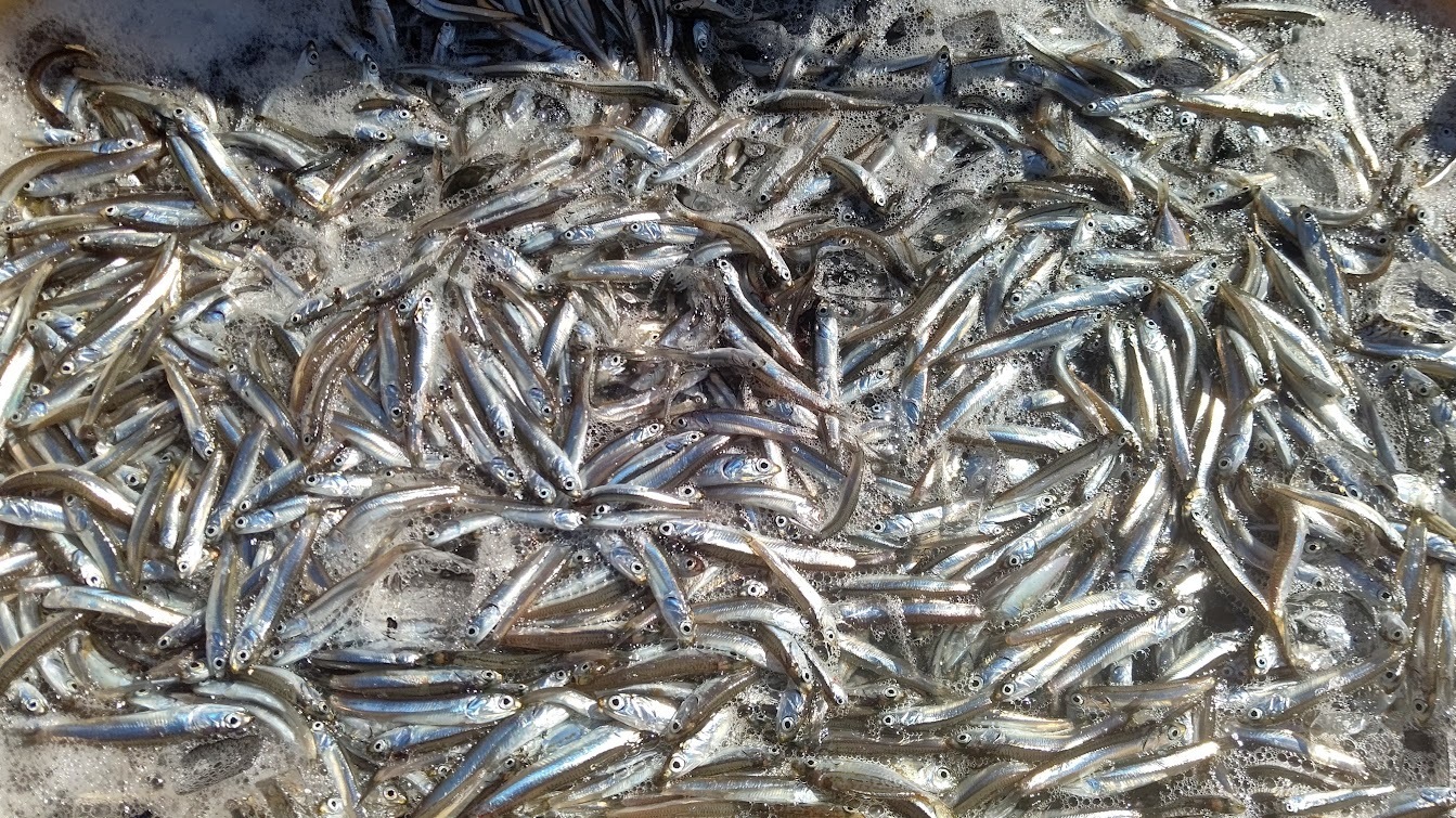 網フェス2025 ~Catch&BBQ~